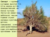 Саксаул — крупный кустарник высотой 1,5-2,5 м, иногда до 5 м, произрастающий на песках пустыни. Листья его имеют вид небольших чешуек. Кормом служат зеленые и ростовые веточки. Прекрасный, а иногда даже единственный корм для верблюдов на протяжении всего года.