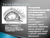 1 — мягкая оболочка спинного мозга; 2 — подпаутинное пространство; 3 — паутинная оболочка спинного мозга; 4 — твердая оболочка спинного мозга; 5 — эпидуральное пространство; 6 — зубчатая связка. Расщелина позвоночного столба кистозная (spina bifida cystica) — в области расщелины имеется менингоцеле 