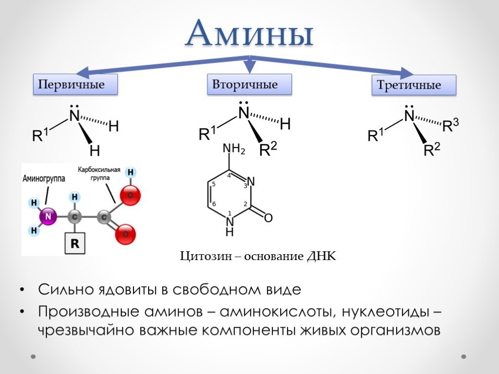 Аминокислоты аминогруппа карбоксильная группа. Амины примеры соединений. Первичные вторичные и третичные Амины формулы. Амины формулы структура.