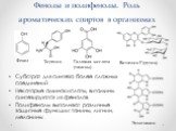 Фенолы и полифенолы. Роль ароматических спиртов в организмах. Субстрат для синтеза более сложных соединений Некоторые аминокислоты, витамины синтезируются из фенолов Полифенолы выполняют различные защитные функции: танины, лигнин, меланины. Тирозин Фенол. Галловая кислота (танины). Витамин Р (рутин)