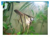 Есть ли польза от аквариумных рыбок Слайд: 16
