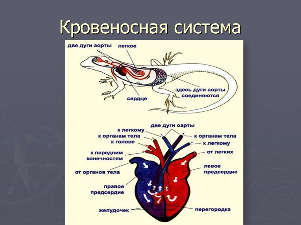 В сердце рептилий имеется. Кровеносная система рептилий схема. Схема строения кровеносной системы пресмыкающихся. Система кровеносной системы ящерицы. Строение кровеносной системы рептилий.