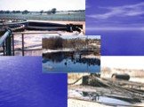 Проблемы ликвидации нефтяных загрязнений с внешних покровов животных Слайд: 10