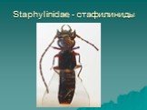 Staphylinidae - стафилиниды