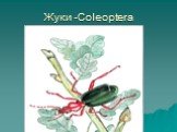 Жуки -Coleoptera