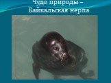 Чудо природы – Байкальская нерпа