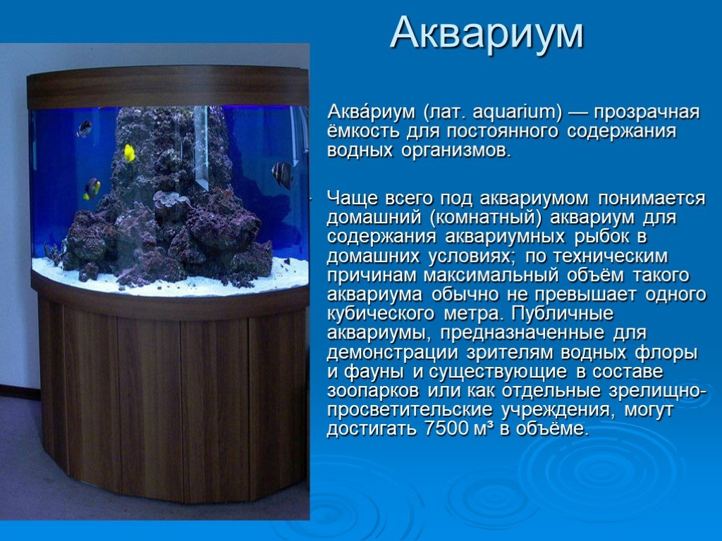 Какие организмы живут в аквариуме. Аквариум для презентации. Рыбы в аквариуме для презентации. Сообщение про аквариум. Презентация для детей на тему аквариумные рыбки.