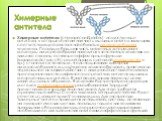Химерные антитела. Химерные антитела (chimaeric antibodies) - искусственные антитела, в которых константная часть мышиных антител замещена соответствующей константной областью иммуноглобулина человека. Поскольку большая часть антигенных детерминант молекулы иммуноглобулина находится в константных до