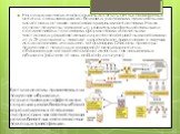 Клетки миеломы, применяемые для получения гибридом и осуществляющие эффективную секрецию рекомбинантных белков, хорошо изучены в отношении экспрессии в них соответствующих рекомбинантных генов, введенных с помощью трансфекции . На современном этапе созданы десятки тысяч высокоафинных антител, связыв