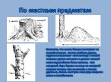 По местным предметам. Известно, что смола больше выступает на южной половине ствола хвойного дерева, муравьи устраивают свои жилища с южной стороны дерева или куста и делают южный склон муравейника более пологим, чем северный. Кора березы и сосны на северной стороне темнее, чем на южной, а стволы де