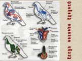 Системы органов птицы