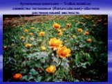 Купальница азиатская – Trollius asiaticus семейство лютиковые (Ranunculaceae)- обычное растение нашей местности.