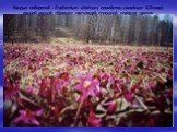Кандык сибирский – Erythronium sibiricum, семейство лилейные (Liliceae) ранней весной образует настоящий сплошной ковер из цветов.