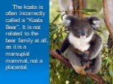 The koala is often incorrectly called a “Koala Bear”. It is not related to the bear family at all, as it is a marsupial mammal, not a placental.