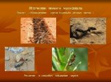 Изучение нового материала Доклад « Конкуренция среди муравьёв разных видов ». Различия в способах добывания корма