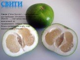свити. Свити (Citrus Sweetie) — также известен как Оробланко (Oroblanco) и Помелит (Pomelit) — сорт цитрусовых, выведенный из традиционного гибрида помело с белым грейпфрутом в 1984 году израильскими учёными.
