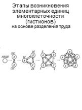 Этапы возникновения элементарных единиц многоклеточности (гистионов) на основе разделения труда