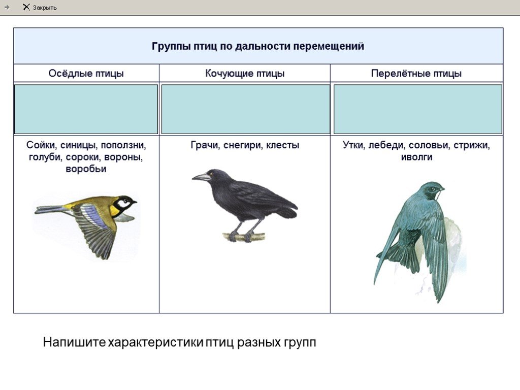 Самостоятельная по классу птиц. Группы птиц. Характеристика группы птиц. Класс птицы Тип.