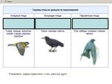 Напишите характеристики птиц разных групп