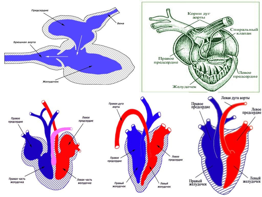 Предсердие у животных. Схема строения сердца рыб. Двухкамерное сердце у рыб строение. Двухкамерное сердце схема. Сердце позвоночных животных.