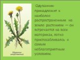 Одуванчик- принадлежит к наиболее распространенным на земле растениям — он встречается на всех материках, легко приспосабливаясь к самым неблагоприятным условиям.