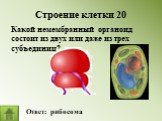 Строение клетки 20. Какой немембранный органоид состоит из двух или даже из трех субъединиц? Ответ: рибосома