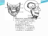 Жевательные мышцы нижней челюсти и направление их тяги: а) 1 - m. temporalis; 2 - m. masseter; 3 - m. pterygoideus medialis; 4 - m. pterygoideus lateralis; 5 - m. geniohyoideus; 6 - m. digastricus; 7 - m. mylohyoideus; б) 1 - m. temporalis; 2 - m. digastricus; 3 - m. hyoglossus; 4 - os hyoideum; 5 -