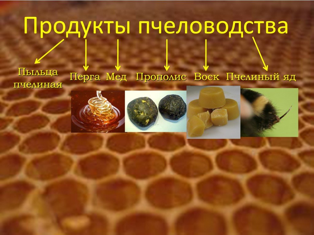Пчелы получают мед. Пыльца перга прополис. Воск перга прополис. Мёд перга пыльца прополис. Полезные продукты пчеловодства.