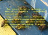 Пчел можно бояться и ненавидеть, но мало тех, кто откажется попробовать пчелиный мед. Мед, прополис, перга и пчелиный яд являются очень хорошими лекарственными средствами, которые эффективно помогают при различных заболеваниях и хорошо используются в медицине.