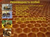 Разновидность особей. Существует множество разновидностей пчел, например: среднерусская порода, серая горная кавказская, желтая кавказская, карпатская, украинская степная, карника (краинская пчела), итальянская пчела и др. А на дедушкиной пасеке присутствуют такие породы как среднерусская, серая гор