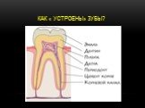 Как « устроены» зубы?