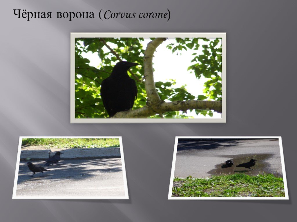 Видовой состав птиц города Москва. Птица г 6 б