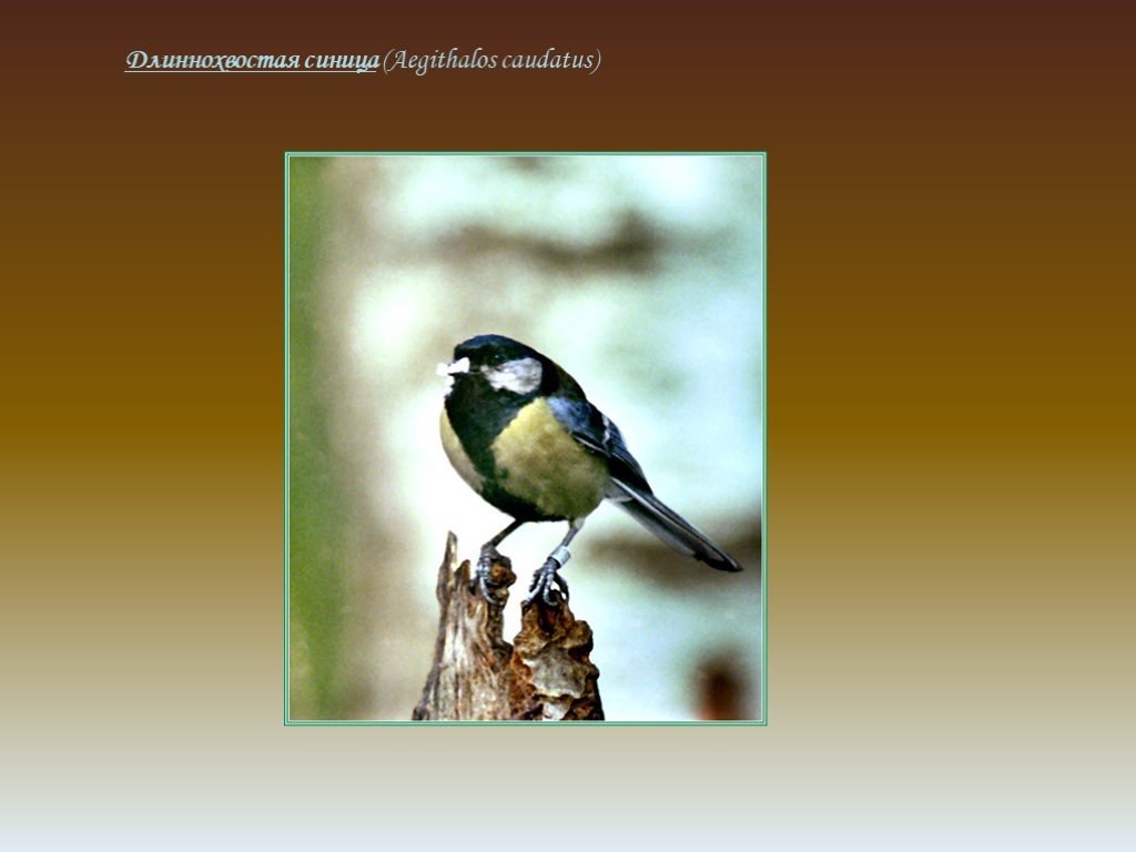 Птица г 6 б. Слайд видовой состав птиц. Птицы города Магнитогорска краткое содержание.