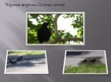 Чёрная ворона (Corvus corone)