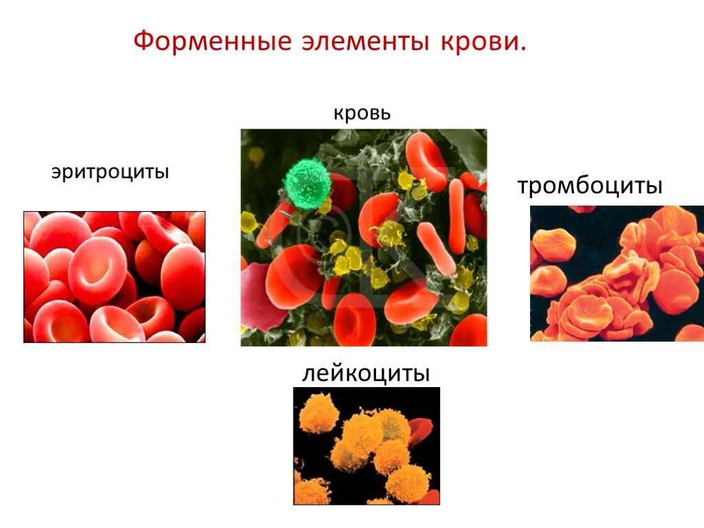 Эритроциты и лейкоциты. Форменные элементы крови тромбоциты. Форменные элементы эритроциты лейкоциты тромбоциты. Форменные элементы крови эритроциты лейкоциты. Клетки крови эритроциты лейкоциты тромбоциты.