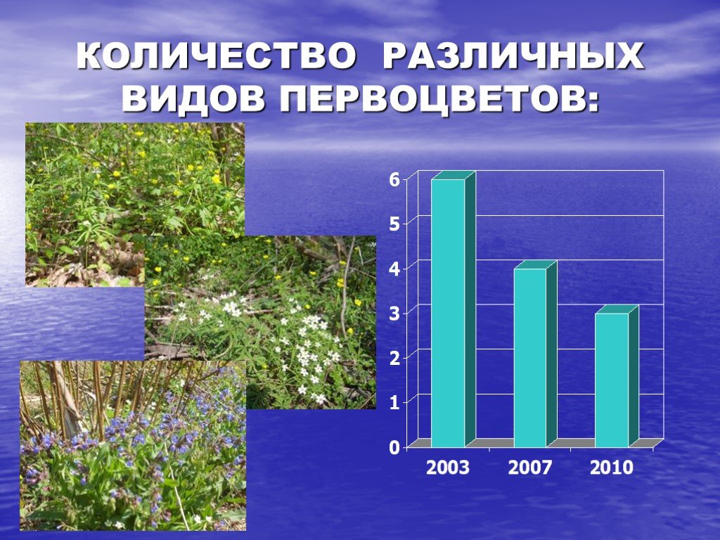 Проект видовой состав растений