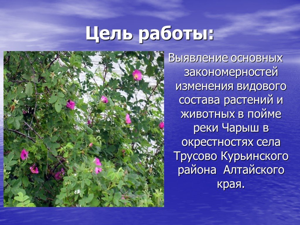 Цель работы растения. Растения и животные реки Чарыш. Растения и животные реки Чарыш Алтайского края. Лекарственные растения Курьинского района. Растение и животное рек Алтайского края.