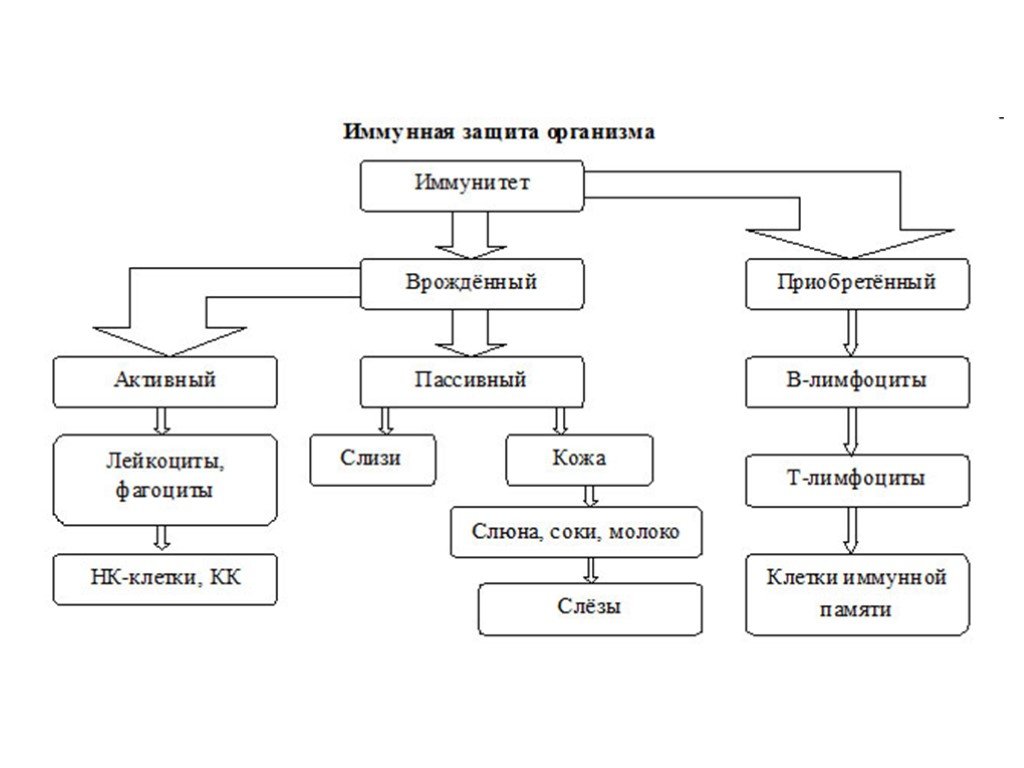 Защита организма. Схема иммунной защиты. Иммунитет защита организма. Иммунитет человека схема. Иммунитет органы иммунной защиты.