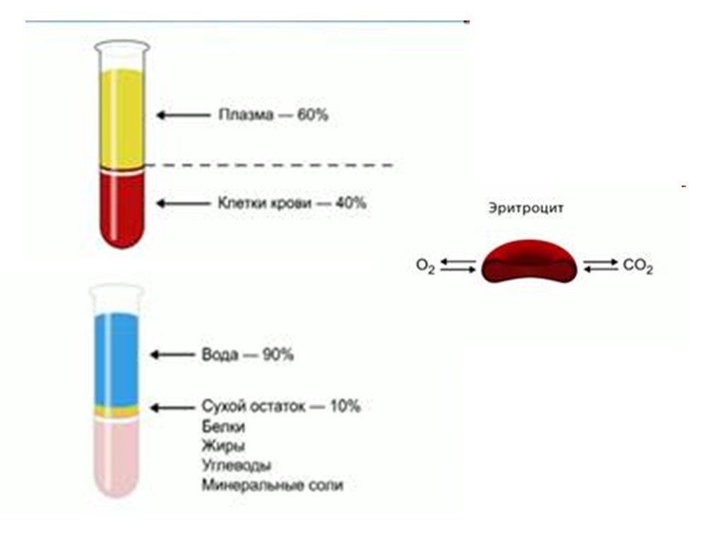 Химический состав сыворотки крови
