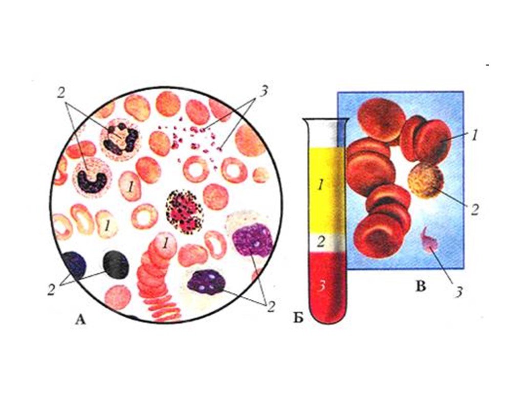 Номером на рисунке обозначена плазма крови. Состав крови кровь под микроскопом. Расслоившаяся кровь клетки крови. Рис 57 состав крови. Состав крови клетки крови строение.