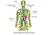 Внутренняя среда организма. Кровь. Плазма крови Слайд: 18