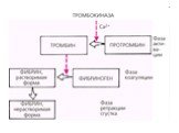 Внутренняя среда организма. Кровь. Плазма крови Слайд: 9