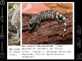 д) варанобразные семейство вараны. семейство ядозубы