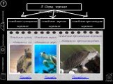семейство сухопутные черепахи. семейство морские черепахи. семейство пресноводные черепахи