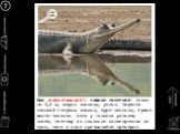 Охотники за крокодилами и прочими гадами Слайд: 22