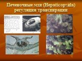 Печеночные мхи (Hepaticopsida) регуляция транспирации