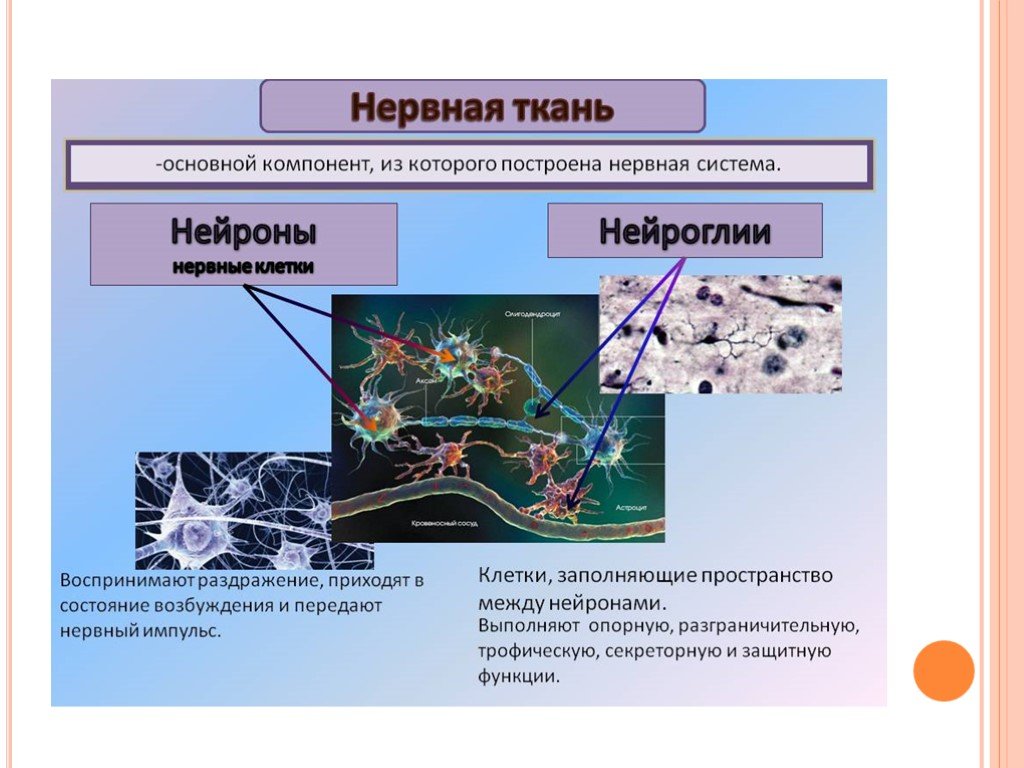 Нервная ткань нейроглии. Нервная ткань Нейрон клетки нейроглии. Защитные функции организма. Морфологические функции организма. Какие основные физиологические функции глии?.