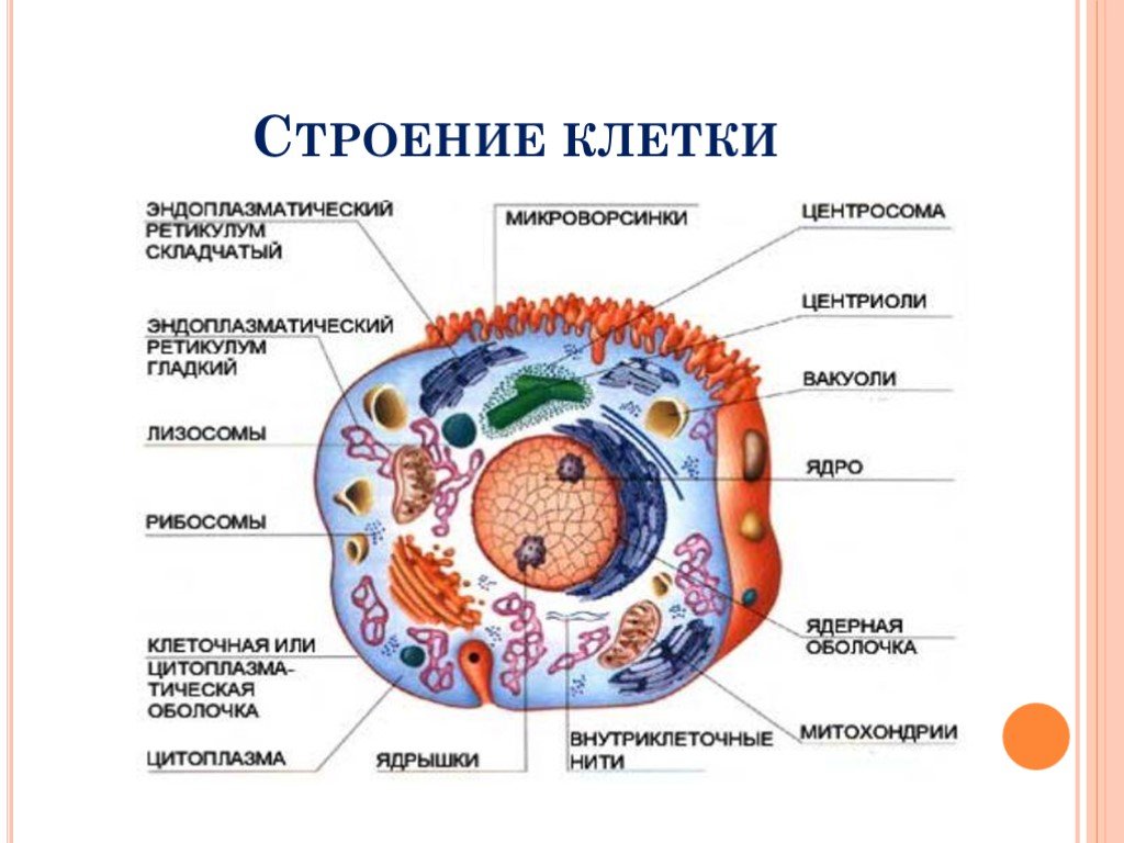 В состав эукариотической клетки входят. Схема строения эукариотической животной клетки. Оение эукариотической клет. Строение эукариот эукариоты клеток. Строение животной клетки эукариот.