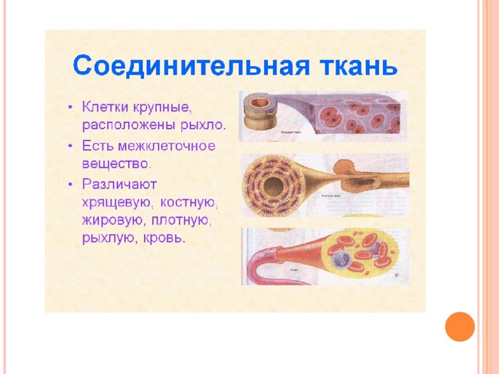 Ткани мяса. Клетки соединительной ткани расположены рыхло. Соединительная ткань говядины. Соединительная ткань мяса бывает. Строение соединительной ткани мяса.