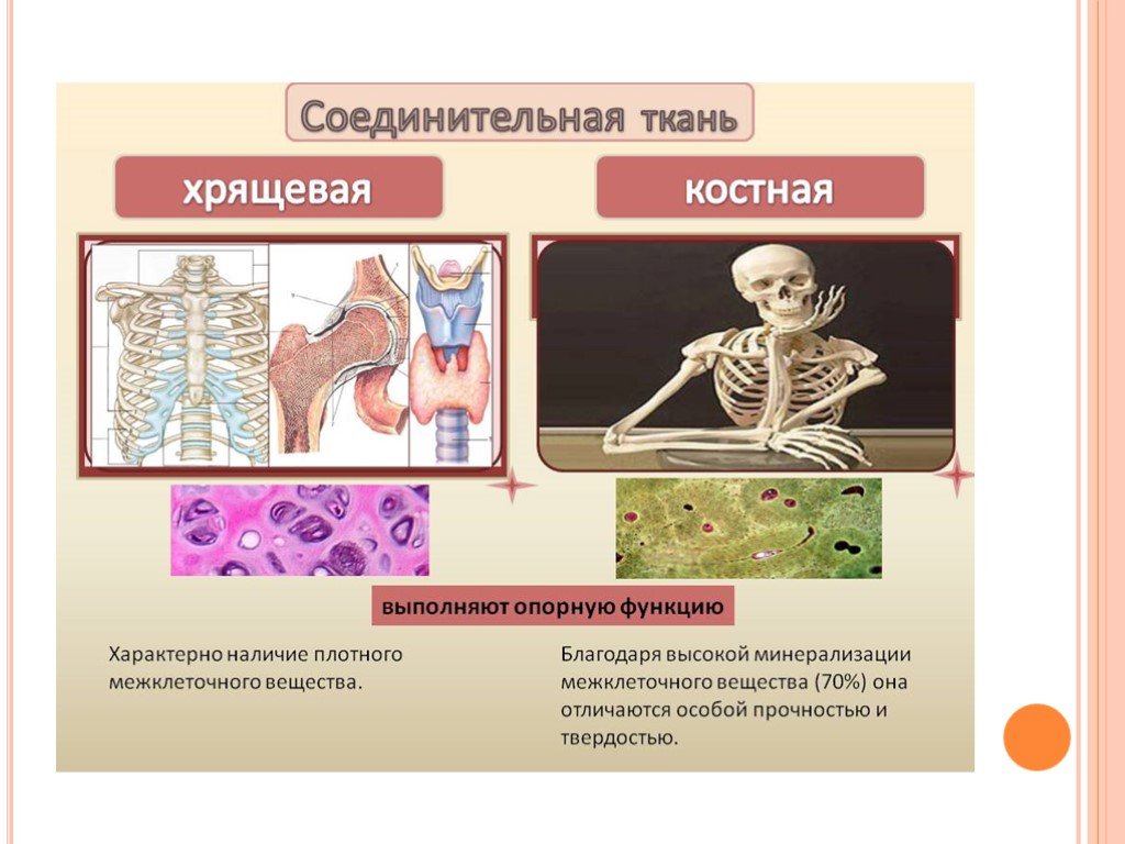 Скелет состоит из хрящевой ткани. Функции костной и хрящевой ткани. Скелетная костная соединительная ткань. Скелетная хрящевая ткань функции. Хрящевая и костная соединительная ткань.